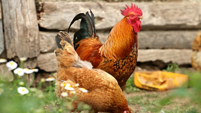 Neuer EU-Irrsinn: Hühner, Solarstrom und die Qualität der Eier
