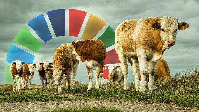 Alles fürs Klima: Irland will 200.000 Kühe töten - andere Länder könnten nachziehen