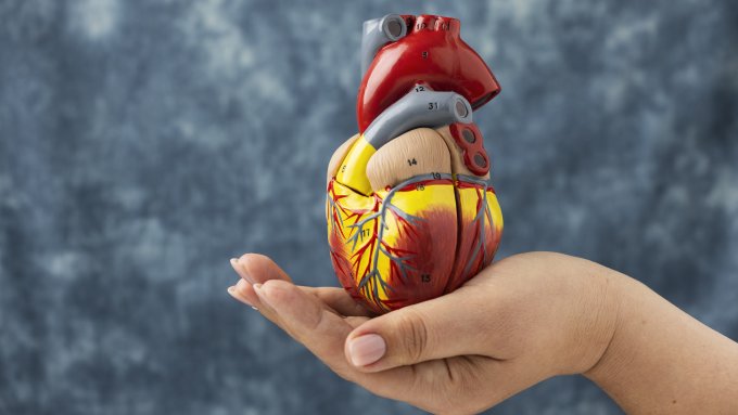 Gefahren von Organtransplantationen: Wen interessiert die menschliche Restlaufzeit?