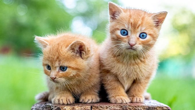 Corona-Jünger gehen über Leichen: Briten-Regierung wollte alle Katzen töten